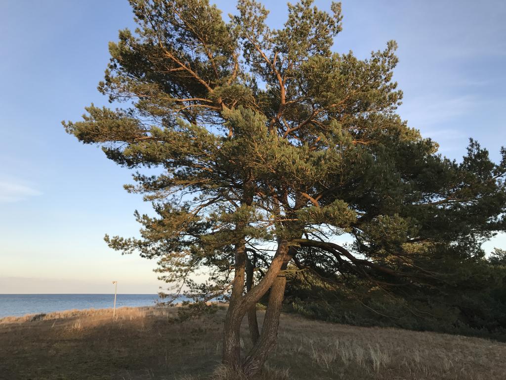 Zum Nordstrand Prerow Buitenkant foto