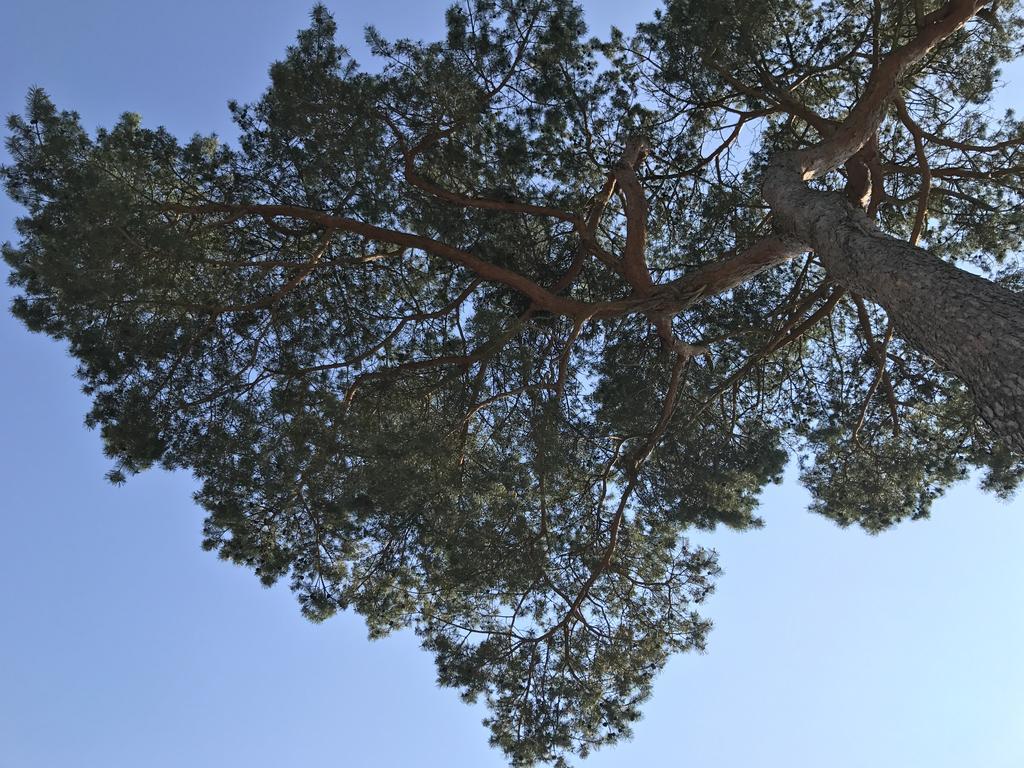 Zum Nordstrand Prerow Buitenkant foto